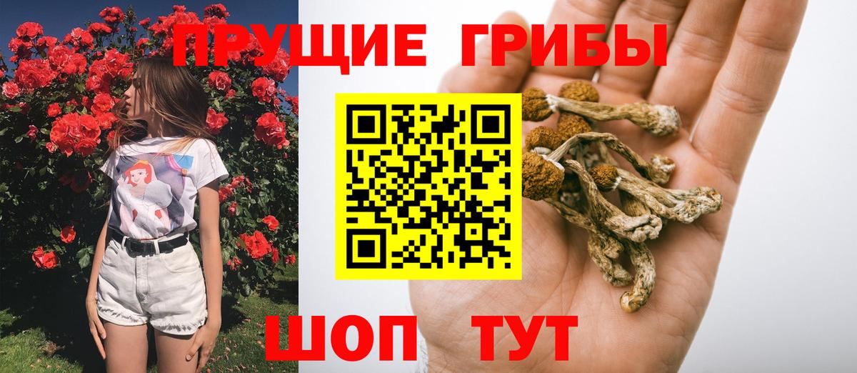 Псилоцибиновые грибы Cubensis Серов